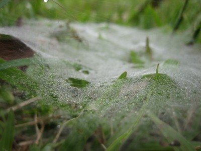 webs-on-grass