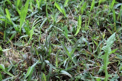 slime-mold-lawn