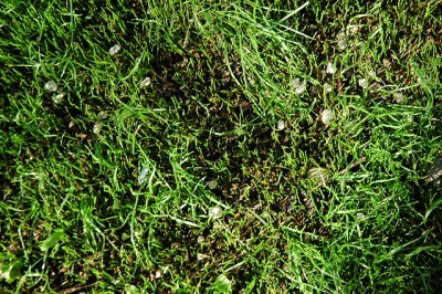 overseeded-grass