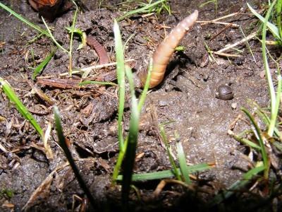 worm-in-lawn