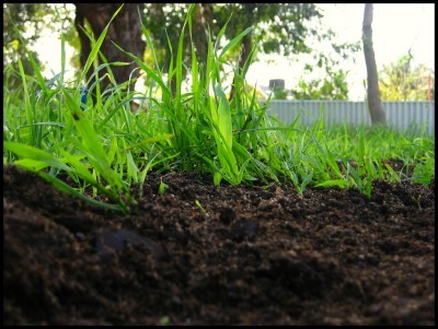 top-dressing-compost