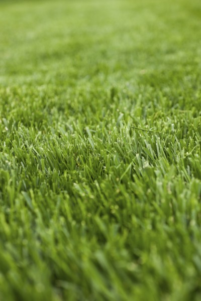 cool-season-grass