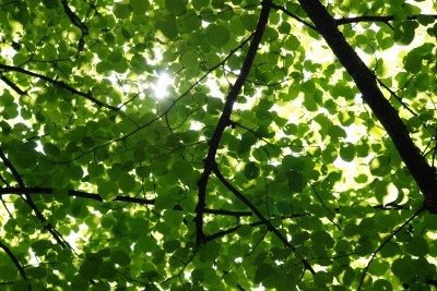 shade-trees