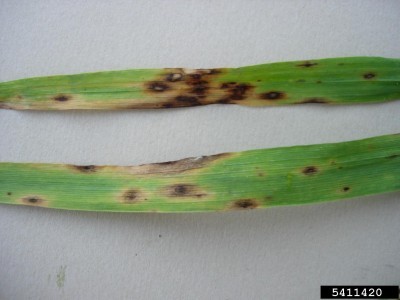 leaf spot grass fungus