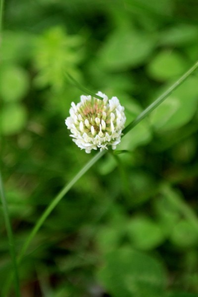 lawn-clover