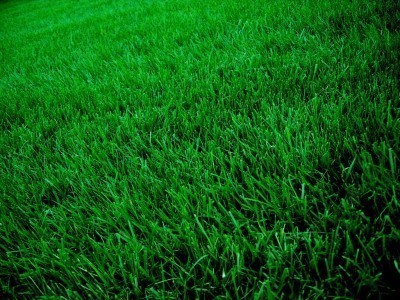 grass-lawn