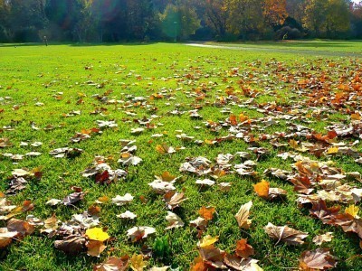 fall lawn