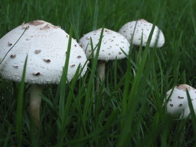 mushrooms lawn