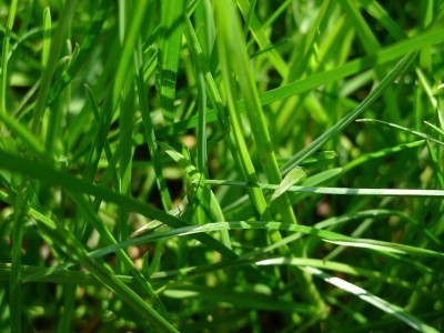 grass