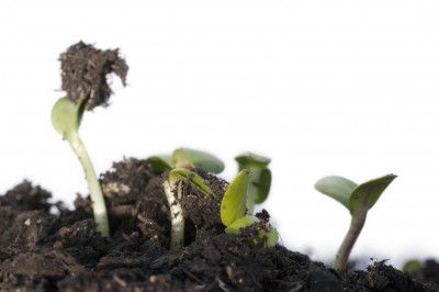 compost-sprouts