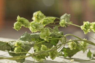 Close up of stems on natural green beer hop branches