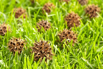 sweetgum-balls