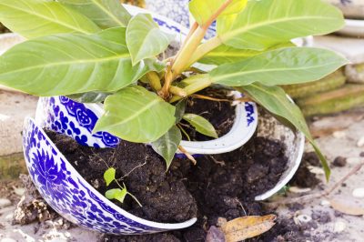 Young plant in a broken flower pot