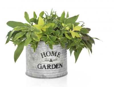 Herb leaf selection of rosemary, sage varieties and oregano in an old aluminum pot with the words home and garden, isolated over white background.