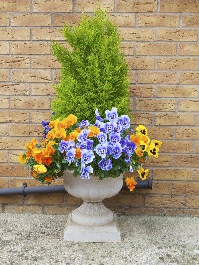 Winter and spring pansies and evergreen shrub in container