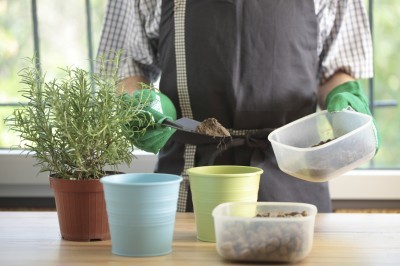 Man re-potting a rosemary into a flower pot