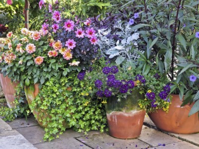 Virtuosic display of potted flowers and plants in formal garden arrangement in summer