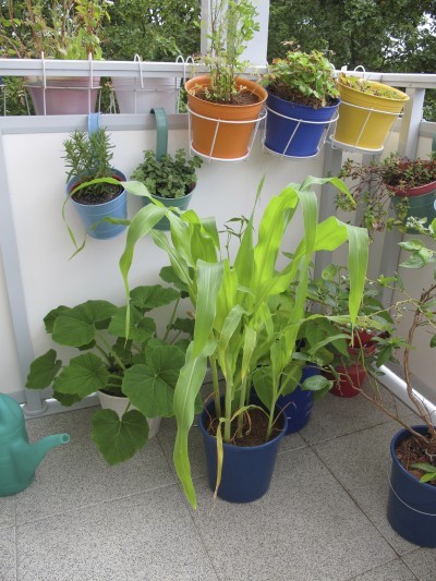 balcony veggies