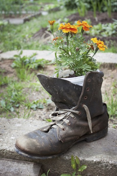 Old shoe used in garden design