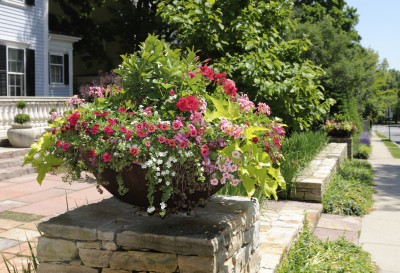 Flower Pot on Stone Wall