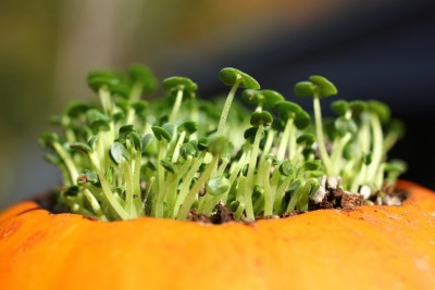 pumpkin planter