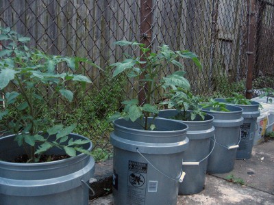 vegetables-in-buckets