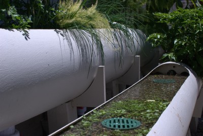 backyard aquaponics