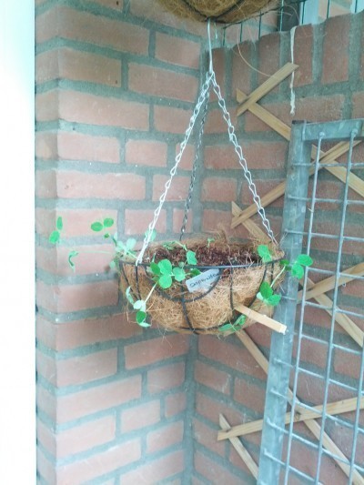 peas-hangning-basket