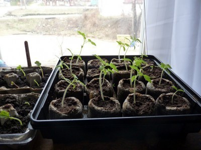 vegetable-seedlings