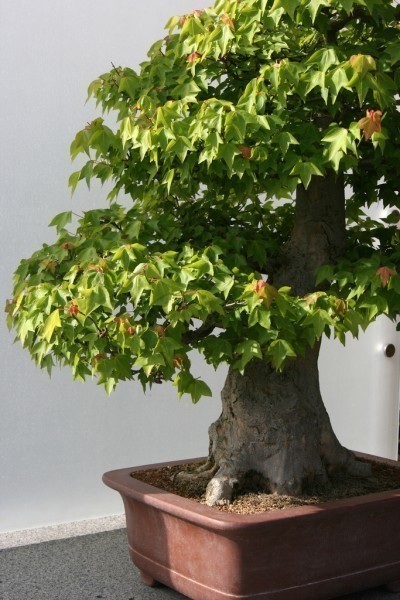 potted-tree
