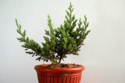 evergreen-in-pot