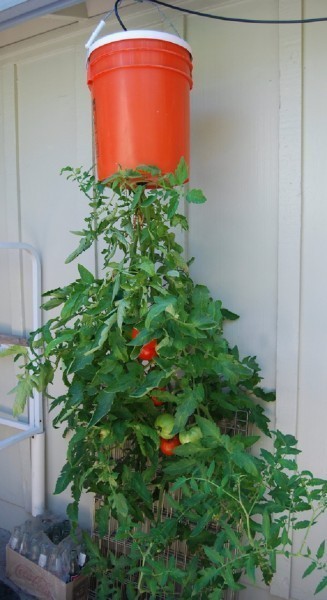 upside-down-tomato-plant