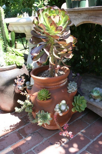 jar-garden