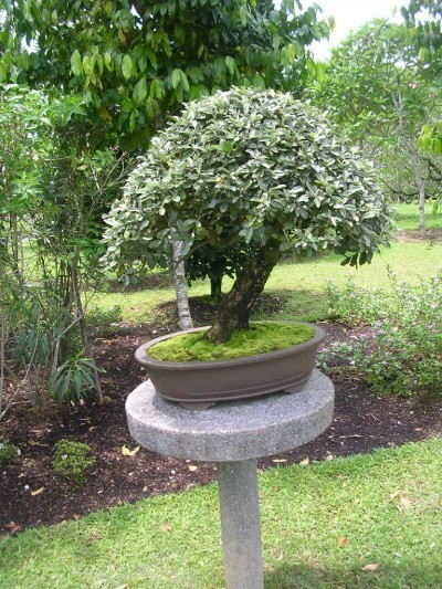 bonsai-plant