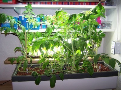 hydroponics