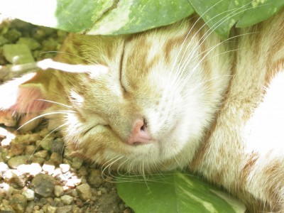 cat in the garden