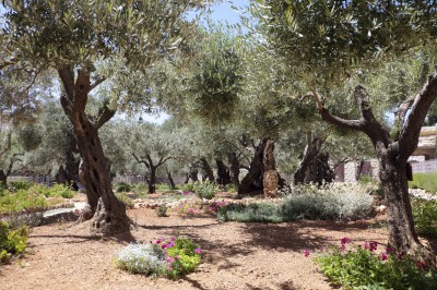 olive trees