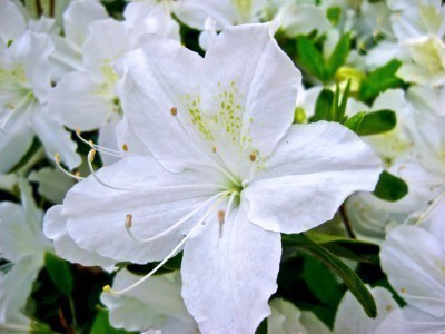 white-flower