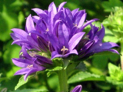 Purple Monarda, June 9th, 2011