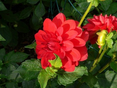 red-dahlia