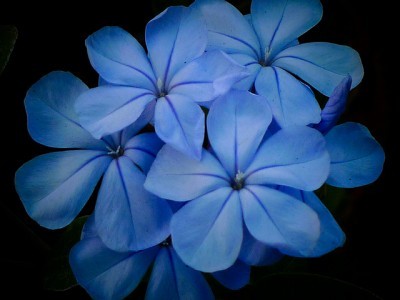 blue-flowers
