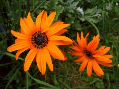 orange-flowering-plants