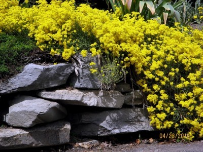 yellow-plants
