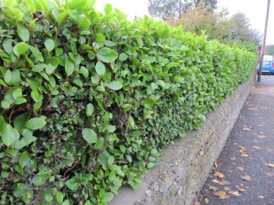 hedge-plant