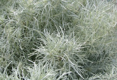 gray-plant