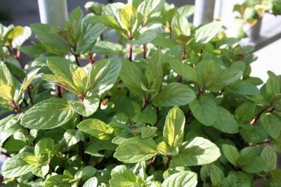 chocolate-mint-plant