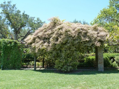 pergola-plants