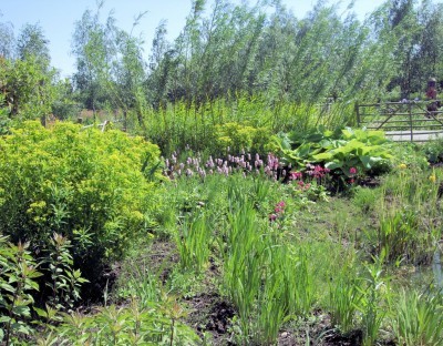 bog-garden