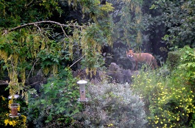 backyard-wildlife