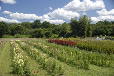 cutting-garden